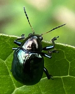 Typophorus nigritus imported from iNaturalist photo 105280515 on 15 September 2023 by no rights reserved. Used under a CC0 license.