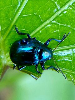 Typophorus nigritus imported from iNaturalist photo 231920094 on 15 September 2023 by (c) birdingtexan, some rights reserved (CC BY). Used under a CC BY 4.0 license.