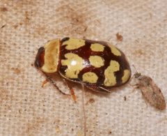 Alagoasa jacobiana by Laura Gaudette. Used under a CC BY 4.0 license.