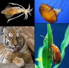 Animalia diversity-2 by Animalia_diversity.jpg: User:Stemonitis
derivative work: The Arbiter (talk). Used under a CC BY-SA 2.5 license.