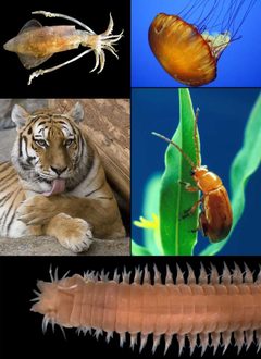 Animalia diversity by User:Stemonitis. Used under a CC BY-SA 2.5 license.