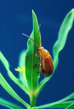 Aphthona flava flea beetle by wikipedia. Used under a Public domain license.