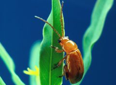 Aphthona flava flea beetle cropped by wikipedia. Used under a Public domain license.