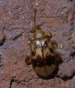 Capraita sexmaculata P1390168a by 
xpda. Used under a CC BY-SA 4.0 license.