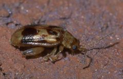 Capraita sexmaculata P1390169a by 
xpda. Used under a CC BY-SA 4.0 license.