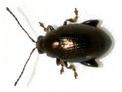 Chaetocnema-concinna-02-fws by Francisco Welter-Schultes. Used under a CC0 license.