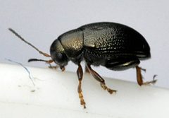 Chaetocnema-hortensis-03-fws by Francisco Welter-Schultes. Used under a CC0 license.