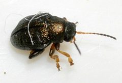 Chaetocnema-hortensis-05-fws by Francisco Welter-Schultes. Used under a CC0 license.