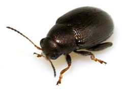 Chaetocnema-hortensis-08-fws by Francisco Welter-Schultes. Used under a CC0 license.