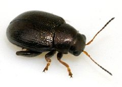 Chaetocnema-hortensis-10-fws by Francisco Welter-Schultes. Used under a CC0 license.