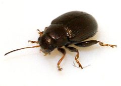 Chaetocnema-hortensis-12-fws by Francisco Welter-Schultes. Used under a CC0 license.