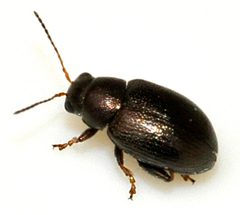 Chaetocnema-hortensis-15-fws by Francisco Welter-Schultes. Used under a CC0 license.