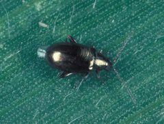 Cornfleabeetle by Frank Peairs. Used under a CC BY 3.0 license.