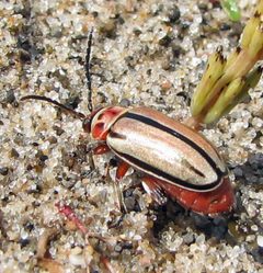 Disonycha alternata by Jacy Lucier. Used under a CC BY-SA 4.0 license.