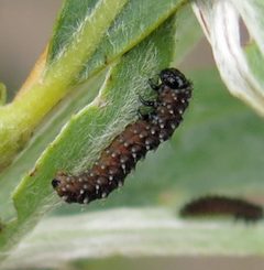 Disonycha alternata 1 by Jacy Lucier. Used under a CC BY-SA 4.0 license.