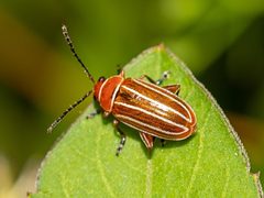 Disonycha conjugata by Richard Stovall. Used under a CC BY 4.0 license.
