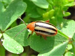 Disonycha leptolineata by Annika Lindqvist. Used under a CC BY 4.0 license.