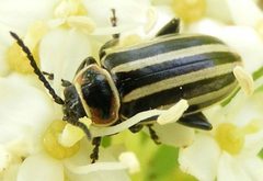 DisonychaPensylvanica by Smidon33. Used under a CC BY-SA 3.0 license.