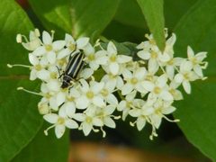 DisonychaPensylvanica1 by Smidon33. Used under a CC BY-SA 3.0 license.
