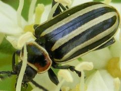 DisonychaPensylvanica2 by Smidon33. Used under a CC BY-SA 3.0 license.