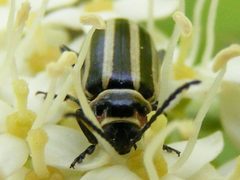 DisonychaPensylvanica3 by Smidon33. Used under a CC BY-SA 3.0 license.