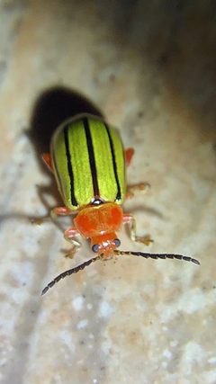 Disonycha quinquelineata 51188197 by Sandra H Statner. Used under a CC BY 4.0 license.