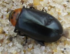 Disonycha triangularis by iNaturalist user: megachile. Used under a CC0 license.