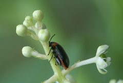 Disonycha xanthomelas P1180465a by 
xpda. Used under a CC BY-SA 4.0 license.