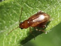 Longitarsus arenaceus by Izabella Farr. Used under a CC BY 4.0 license.