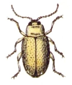Longitarsus.pratensis.-.calwer.43.20 by Emil Hochdanz
. Used under a Public domain license.