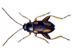 Longitarsus quadriguttatus by Edmund Reitter, K.G. Lutz. Used under a Public domain license.