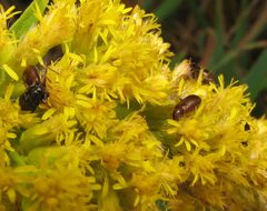 Luperaltica nigripalpis goldenrod by Beatriz Moisset. Used under a CC BY-SA 4.0 license.