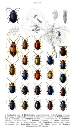Reitter-1912 bugs3147 by Edmund Reitter, K.G. Lutz. Used under a Public domain license.