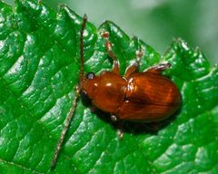 Neocrepidodera-ferruginea-01-fws by Francisco Welter-Schultes. Used under a CC0 license.
