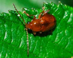 Neocrepidodera-ferruginea-02-fws by Francisco Welter-Schultes. Used under a CC0 license.