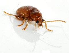 Neocrepidodera-ferruginea-07-fws by Francisco Welter-Schultes. Used under a CC0 license.