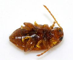 Neocrepidodera-ferruginea-08-fws by Francisco Welter-Schultes. Used under a CC0 license.