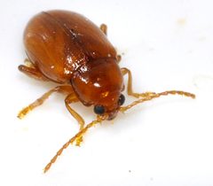 Neocrepidodera-ferruginea-09-fws by Francisco Welter-Schultes. Used under a CC0 license.