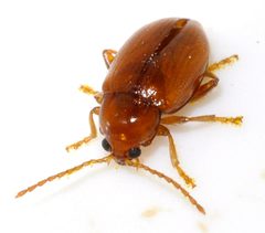 Neocrepidodera-ferruginea-11-fws by Francisco Welter-Schultes. Used under a CC0 license.