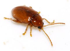 Neocrepidodera-ferruginea-12-fws by Francisco Welter-Schultes. Used under a CC0 license.