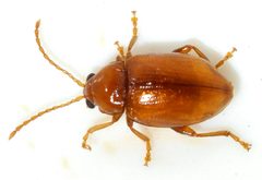 Neocrepidodera-ferruginea-14-fws by Francisco Welter-Schultes. Used under a CC0 license.
