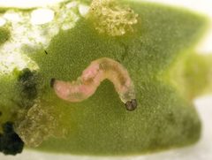 CSIRO ScienceImage 3624 Larvae of mimosa flea beetles Nesaecrepida infuscata by David McClenaghan, CSIRO. Used under a CC BY 3.0 license.