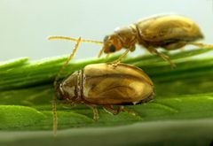 CSIRO ScienceImage 3941 Adult mimosa flea beetles Nesaecrepida infuscata by David McClenaghan, CSIRO. Used under a CC BY 3.0 license.