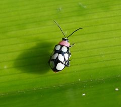 Eight-spotted Flea Beetle - Omophoita cyanipennis - Flickr - gailhampshire by gailhampshire from Cradley, Malvern, U.K. Used under a CC BY 2.0 license.