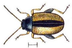 Phyllotreta armoraciae Reitter-1912 bugs3148 by Edmund Reitter, K.G. Lutz. Used under a Public domain license.