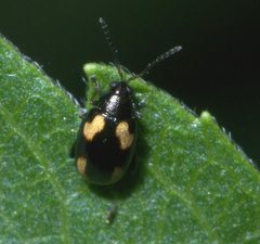 Phyllotreta striolata P1210435a by 
xpda. Used under a CC BY-SA 4.0 license.
