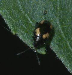 Phyllotreta striolata P1210438a by 
xpda. Used under a CC BY-SA 4.0 license.