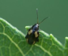 Phyllotreta striolata P1210443a by 
xpda. Used under a CC BY-SA 4.0 license.