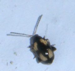 Phyllotreta striolata P1290538a by 
xpda. Used under a CC BY-SA 4.0 license.