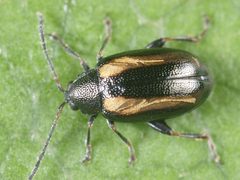Phyllotreta undulata by 



This image is created by user Wim Rubers at Waarneming.nl, a source of nature observations in the Netherlands.
. Used under a CC BY 3.0 license.